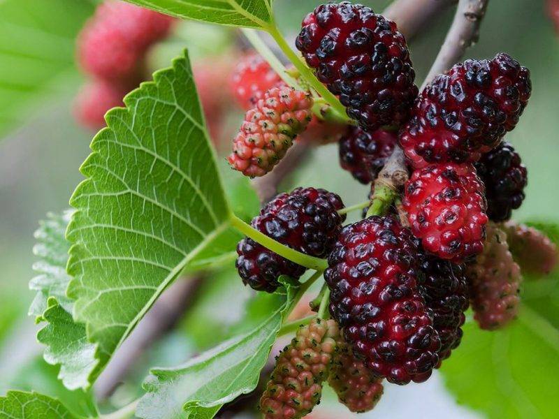 Шелковица купить саженцы из питомнике в Борисоглебске