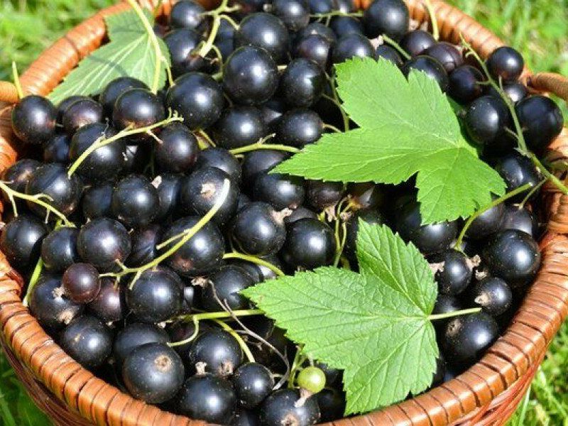 Смородина купить саженцы из питомника в Борисоглебске
