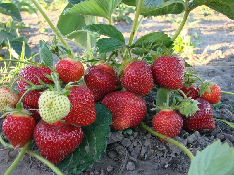 Клубника купить саженцы из питомника в Борисоглебске
