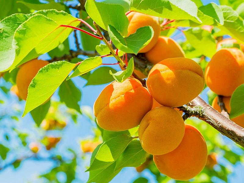 Абрикос купить саженцы из питомнике в Борисоглебске
