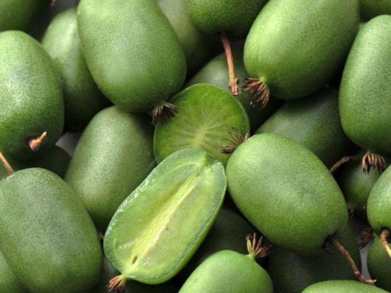 Актинидия купить саженцы из питомнике в Борисоглебске