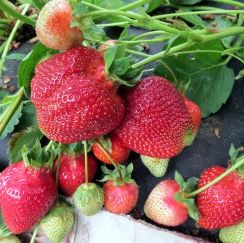 Клубника "АЗИЯ" ( 7шт.)