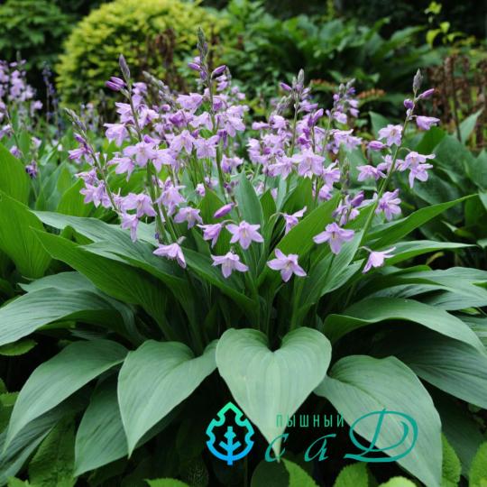 Хоста "ИМПЕРАТРИЦА ВУ"