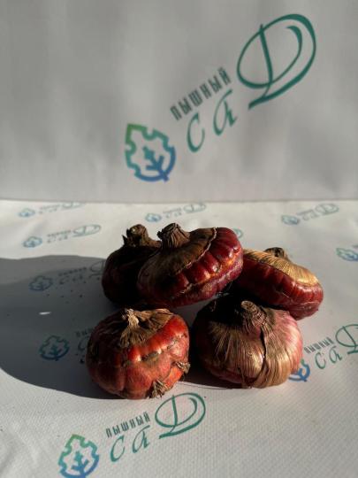 Гладиолус Грин Стар (5 шт. луковиц в упаковке)