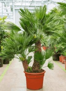 Пальма Хамеропс низкий саженец
