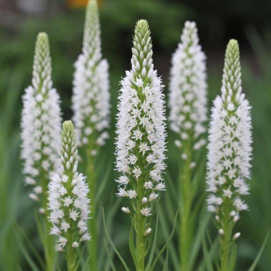 Лиатрис Альба клубни