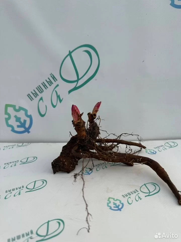 Пион "ГРИН ХАЛО"